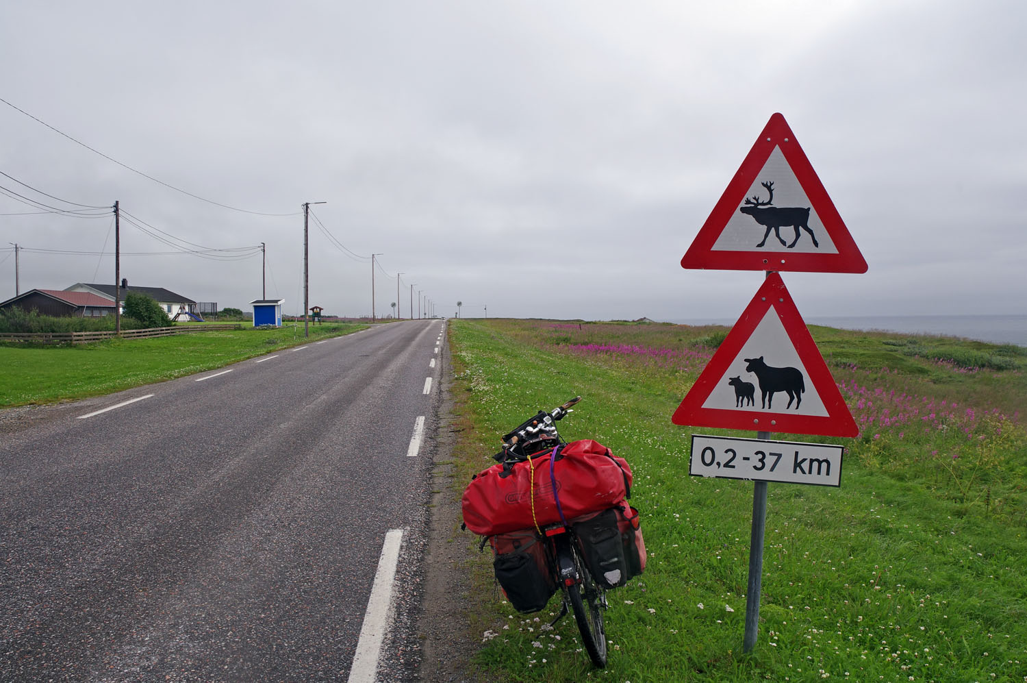 Fahrrad bepackt mit Radtaschen am Rand einer gerade langen Straße, daneben ein Warnschild vor Rentieren und Kühen.